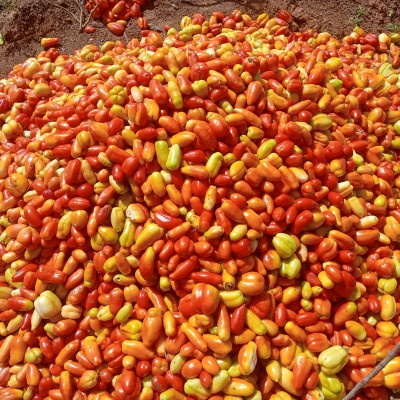 Tomate fraîche naturelle