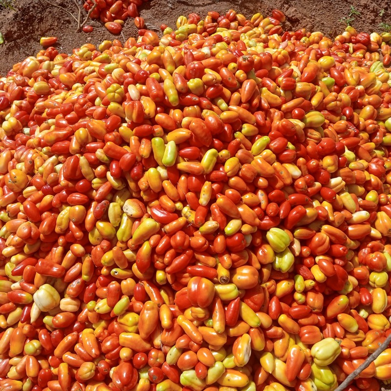 Tomate fraîche naturelle